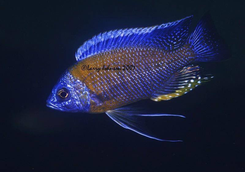 Copadichromis borleyi 'Ababi Island'